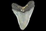 Fossil Megalodon Tooth - North Carolina #124928-2